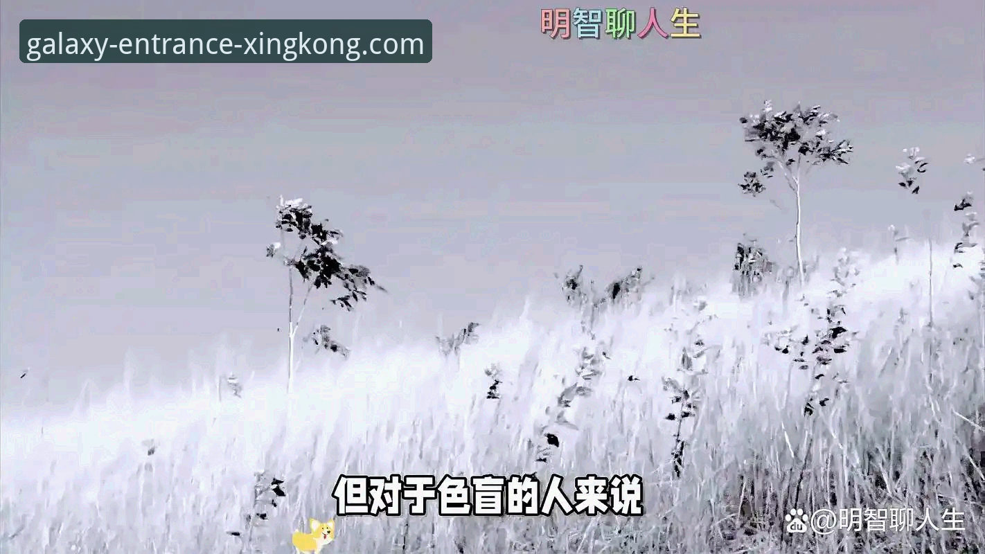 星空入口平台深度揭秘：一个老用户眼中的官网真相与高效使用指南